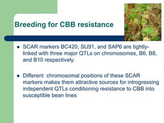 PHENOTYPIC AND GENOTYPIC EVALUATIONS FOR CBB RESISTANCE IN COMMON BEAN POPULATIONS