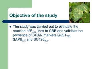 PHENOTYPIC AND GENOTYPIC EVALUATIONS FOR CBB RESISTANCE IN COMMON BEAN POPULATIONS