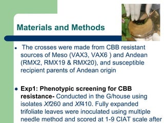 PHENOTYPIC AND GENOTYPIC EVALUATIONS FOR CBB RESISTANCE IN COMMON BEAN POPULATIONS