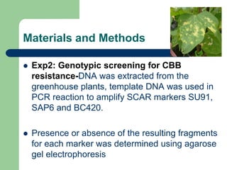 PHENOTYPIC AND GENOTYPIC EVALUATIONS FOR CBB RESISTANCE IN COMMON BEAN POPULATIONS
