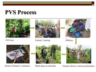 Using Innovative Approaches in Selecting and Disseminating Bean Varieties in Mozambique: Lessons Learnt