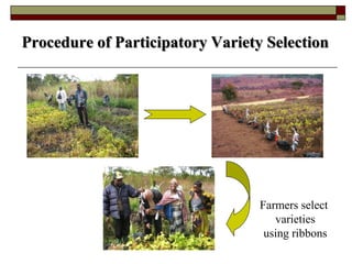 Using Innovative Approaches in Selecting and Disseminating Bean Varieties in Mozambique: Lessons Learnt