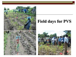 Using Innovative Approaches in Selecting and Disseminating Bean Varieties in Mozambique: Lessons Learnt