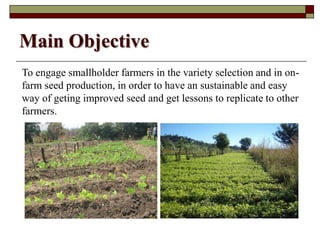 Using Innovative Approaches in Selecting and Disseminating Bean Varieties in Mozambique: Lessons Learnt