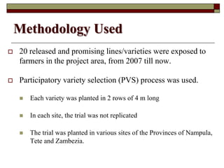 Using Innovative Approaches in Selecting and Disseminating Bean Varieties in Mozambique: Lessons Learnt