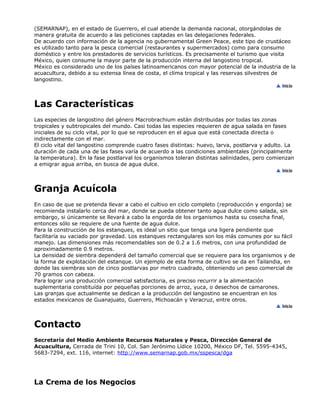 (SEMARNAP), en el estado de Guerrero, el cual atiende la demanda nacional, otorgándolas de
manera gratuita de acuerdo a las peticiones captadas en las delegaciones federales.
De acuerdo con información de la agencia no gubernamental Green Peace, este tipo de crustáceo
es utilizado tanto para la pesca comercial (restaurantes y supermercados) como para consumo
doméstico y entre los prestadores de servicios turísticos. Es precisamente el turismo que visita
México, quien consume la mayor parte de la producción interna del langostino tropical.
México es considerado uno de los países latinoamericanos con mayor potencial de la industria de la
acuacultura, debido a su extensa línea de costa, el clima tropical y las reservas silvestres de
langostino.
Las Características
Las especies de langostino del género Macrobrachium están distribuidas por todas las zonas
tropicales y subtropicales del mundo. Casi todas las especies requieren de agua salada en fases
iniciales de su ciclo vital, por lo que se reproducen en el agua que está conectada directa o
indirectamente con el mar.
El ciclo vital del langostino comprende cuatro fases distintas: huevo, larva, postlarva y adulto. La
duración de cada una de las fases varía de acuerdo a las condiciones ambientales (principalmente
la temperatura). En la fase postlarval los organismos toleran distintas salinidades, pero comienzan
a emigrar agua arriba, en busca de agua dulce.
Granja Acuícola
En caso de que se pretenda llevar a cabo el cultivo en ciclo completo (reproducción y engorda) se
recomienda instalarlo cerca del mar, donde se pueda obtener tanto agua dulce como salada, sin
embargo, si únicamente se llevará a cabo la engorda de los organismos hasta su cosecha final,
entonces sólo se requiere de una fuente de agua dulce.
Para la construcción de los estanques, es ideal un sitio que tenga una ligera pendiente que
facilitaría su vaciado por gravedad. Los estanques rectangulares son los más comunes por su fácil
manejo. Las dimensiones más recomendables son de 0.2 a 1.6 metros, con una profundidad de
aproximadamente 0.9 metros.
La densidad de siembra dependerá del tamaño comercial que se requiere para los organismos y de
la forma de explotación del estanque. Un ejemplo de esta forma de cultivo se da en Tailandia, en
donde las siembras son de cinco postlarvas por metro cuadrado, obteniendo un peso comercial de
70 gramos con cabeza.
Para lograr una producción comercial satisfactoria, es preciso recurrir a la alimentación
suplementaria constituída por pequeñas porciones de arroz, yuca, o desechos de camarones.
Las granjas que actualmente se dedican a la producción del langostino se encuentran en los
estados mexicanos de Guanajuato, Guerrero, Michoacán y Veracruz, entre otros.
Contacto
Secretaría del Medio Ambiente Recursos Naturales y Pesca, Dirección General de
Acuacultura, Cerrada de Trini 10, Col. San Jerónimo Lídice 10200, México DF, Tel. 5595-4345,
5683-7294, ext. 116, internet: http://www.semarnap.gob.mx/sspesca/dga
La Crema de los Negocios
 