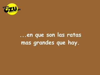 ...en que son las ratas mas grandes que hay. 