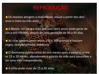 REPRODUÇÃO
  Os machos atingem a maturidade sexual a partir dos dois
anos e meio ou três anos.

 A fêmea, um pouco mais precoce (dois anos) pode gerar de
um a seis filhotes, depois de uma gestação de 90 a 95 dias.

  As crias podem pesar entre 150 e 300 gramas e nascem
cegos, completamente indefesos.

  O desmame ocorre cerca de seis meses após o parto e, entre
os 13 e 20 meses, abandonam a guarda da mãe para passarem a
ter uma vida independente.

  A chita pode viver de 15 a 20 anos.
 