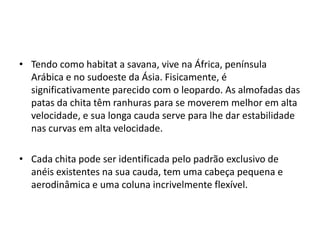 • Tendo como habitat a savana, vive na África, península
  Arábica e no sudoeste da Ásia. Fisicamente, é
  significativamente parecido com o leopardo. As almofadas das
  patas da chita têm ranhuras para se moverem melhor em alta
  velocidade, e sua longa cauda serve para lhe dar estabilidade
  nas curvas em alta velocidade.

• Cada chita pode ser identificada pelo padrão exclusivo de
  anéis existentes na sua cauda, tem uma cabeça pequena e
  aerodinâmica e uma coluna incrivelmente flexível.
 