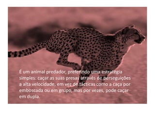 É um animal predador, preferindo uma estratégia
simples: caçar as suas presas através de perseguições
a alta velocidade, em vez de tácticas como a caça por
emboscada ou em grupo, mas por vezes, pode caçar
em dupla.
 
