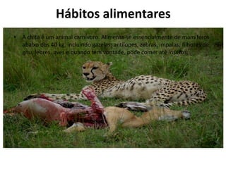 Hábitos alimentares
• A chita é um animal carnívoro. Alimenta-se essencialmente de mamíferos
  abaixo dos 40 kg, incluindo gazelas, antílopes, zebras, impalas, filhotes de
  gnu, lebres, aves e quando tem vontade, pode comer até insetos.
 