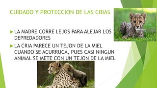 CUIDADO Y PROTECCION DE LAS CRIAS
LA MADRE CORRE LEJOS PARA ALEJAR LOS
DEPREDADORES
LA CRIA PARECE UN TEJON DE LA MIEL
CUANDO SE ACURRUCA, PUES CASI NINGUN
ANIMAL SE METE CON UN TEJON DE LA MIEL