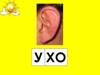 У ХО
 