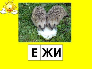 Е ЖИ
 