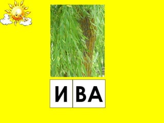 И ВА
 