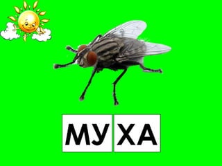 МУ ХА
 