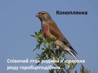 Коноплянка 
Співочий птах родини в'юркових 
ряду горобцеподібних. 
 