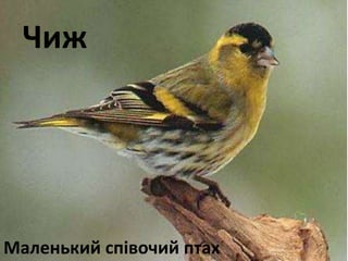 Чиж 
Маленький співочий птах 
 