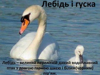 Лебідь і гуска 
Лебідь – великий перелітній дикий водоплавний 
птах з довгою гарною шиєю і білим(чорним) 
пір'ям. 
 