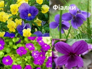 Фіалки 
 