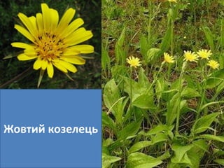 Жовтий козелець 
 