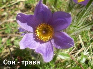 Сон - трава 
 