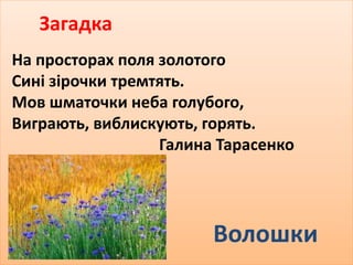 Загадка 
На просторах поля золотого 
Сині зірочки тремтять. 
Мов шматочки неба голубого, 
Виграють, виблискують, горять. 
Галина Тарасенко 
Волошки 
 