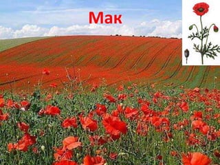 Мак 
 