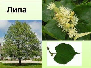 Д ьт 
Липа 
 