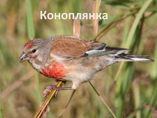 Коноплянка 
 