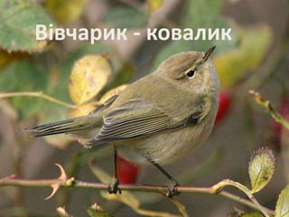 Вівчарик - ковалик 
 