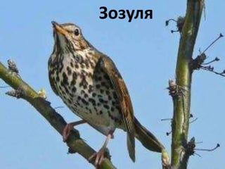 Зозуля 
 