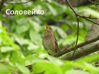 Соловейко 
 