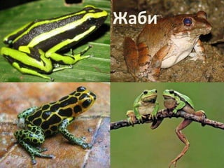 Жаби 
 