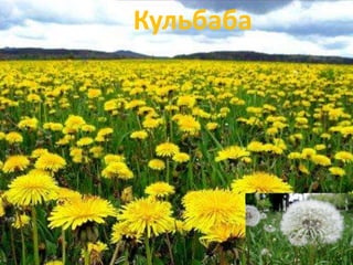 Кульбаба 
 