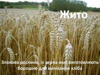 Жито 
Злакова рослина, із зерна якої виготовляють 
борошно для випікання хліба 
 