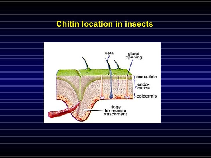 Chitinase genes and insect management in crop plants