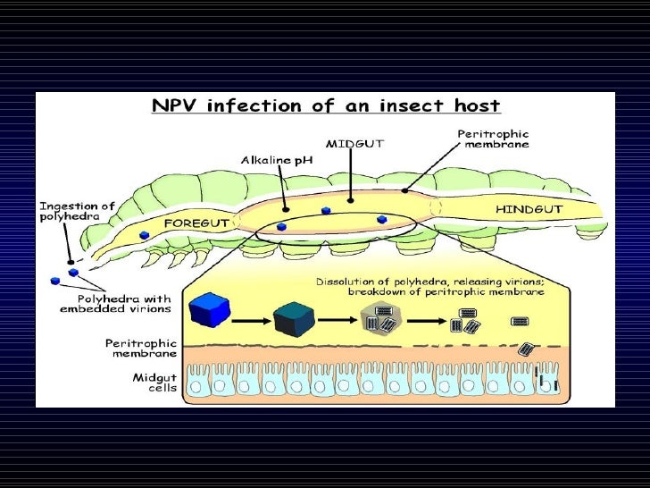 Chitinase genes and insect management in crop plants