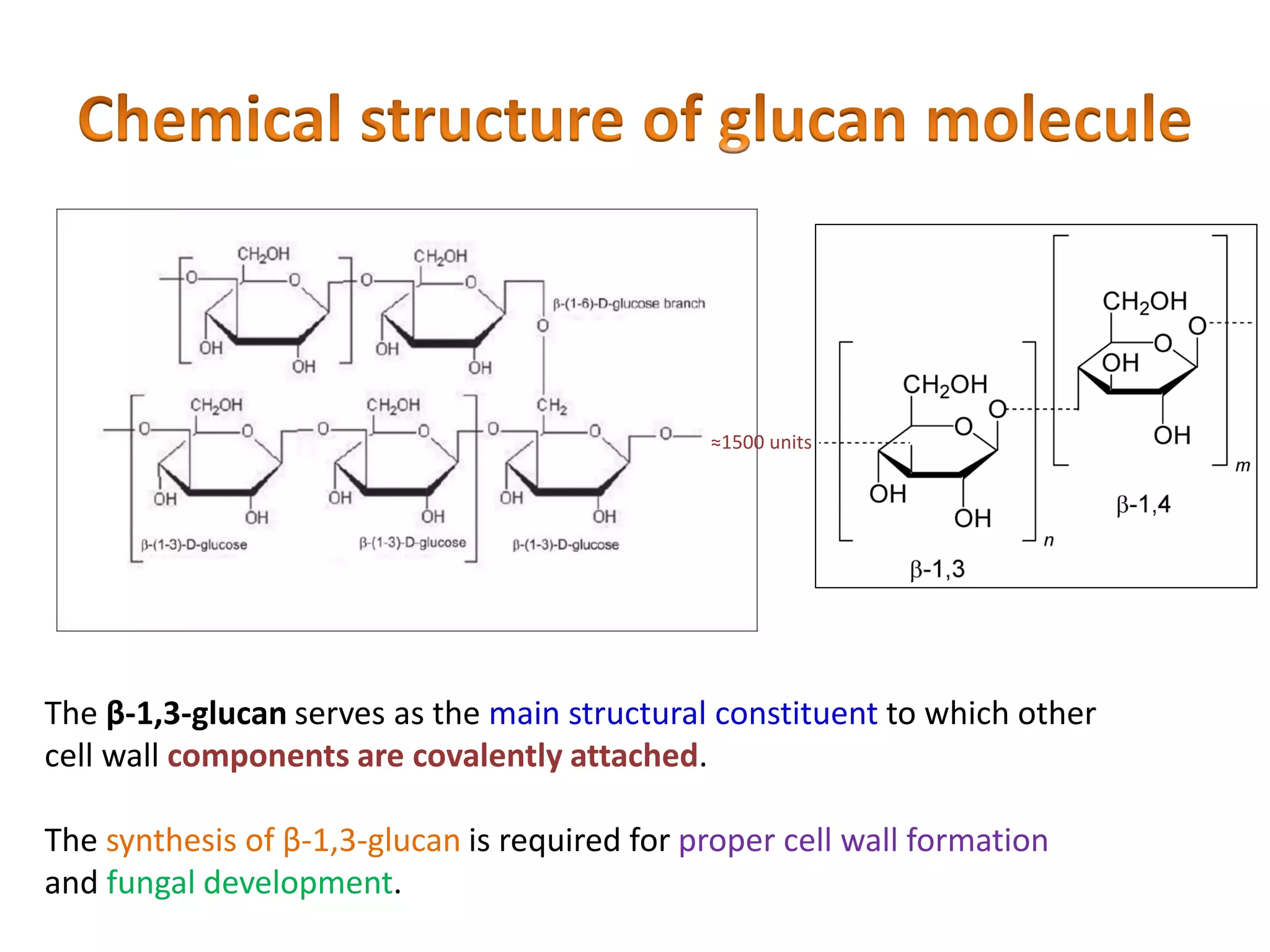 ≈1500 units
The β-1,3-glucan serves as the main structural constituent to which other
cell wall components are covalently attached.
The synthesis of β-1,3-glucan is required for proper cell wall formation
and fungal development.
 