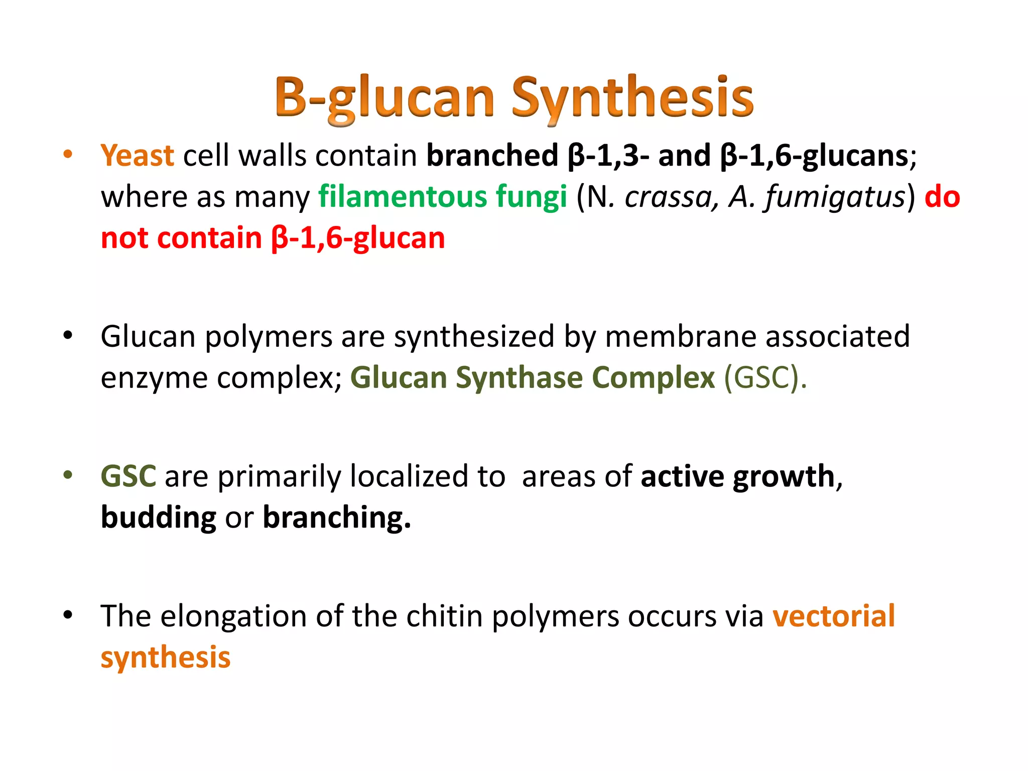 • Yeast cell walls contain branched β-1,3- and β-1,6-glucans;
where as many filamentous fungi (N. crassa, A. fumigatus) do
not contain β-1,6-glucan
• Glucan polymers are synthesized by membrane associated
enzyme complex; Glucan Synthase Complex (GSC).
• GSC are primarily localized to areas of active growth,
budding or branching.
• The elongation of the chitin polymers occurs via vectorial
synthesis
 
