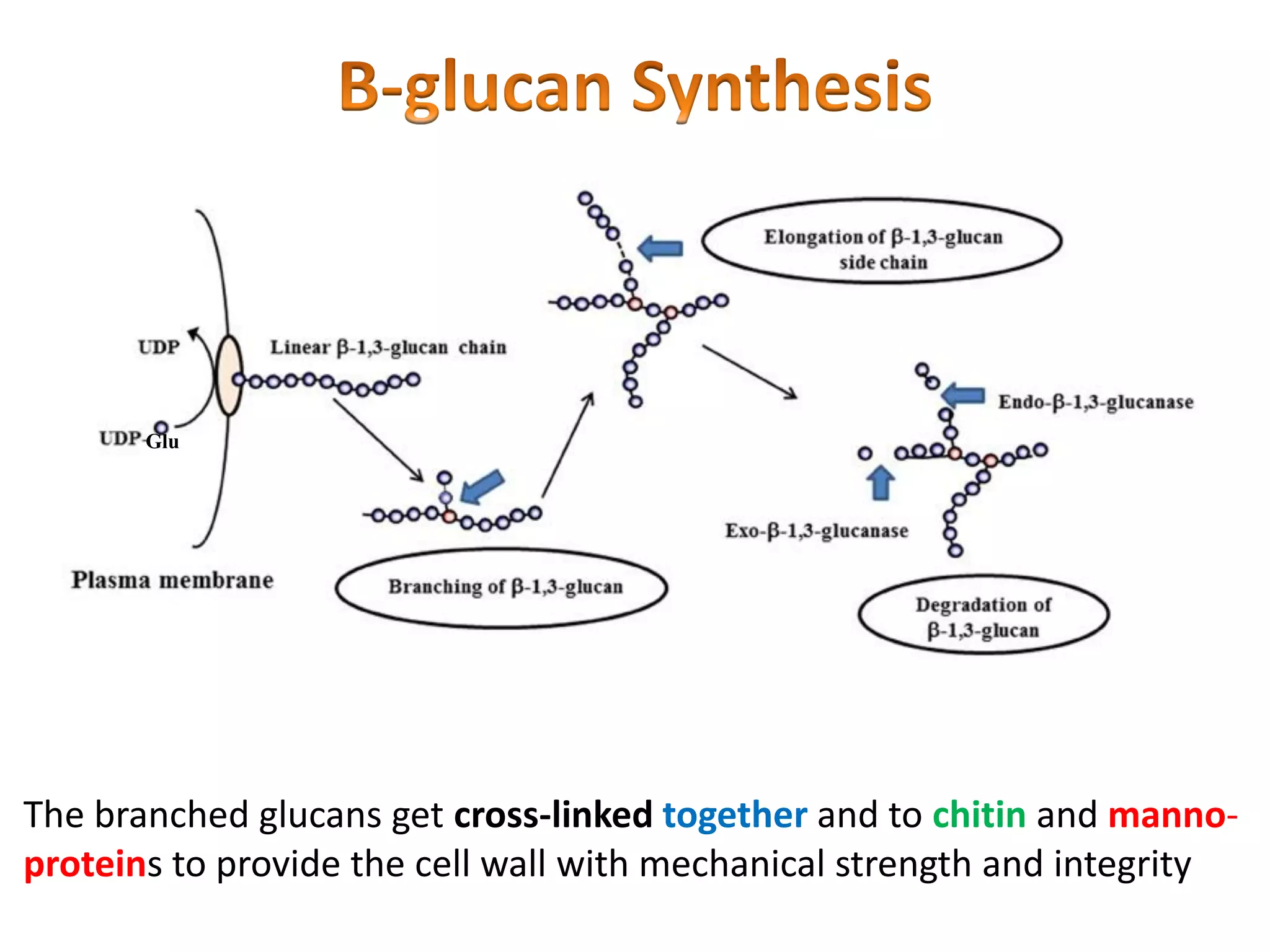The branched glucans get cross-linked together and to chitin and manno-
proteins to provide the cell wall with mechanical strength and integrity
Glu
 