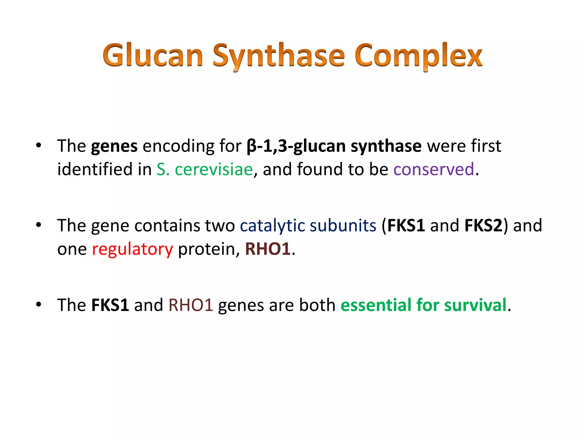 • The genes encoding for β-1,3-glucan synthase were first
identified in S. cerevisiae, and found to be conserved.
• The gene contains two catalytic subunits (FKS1 and FKS2) and
one regulatory protein, RHO1.
• The FKS1 and RHO1 genes are both essential for survival.
 