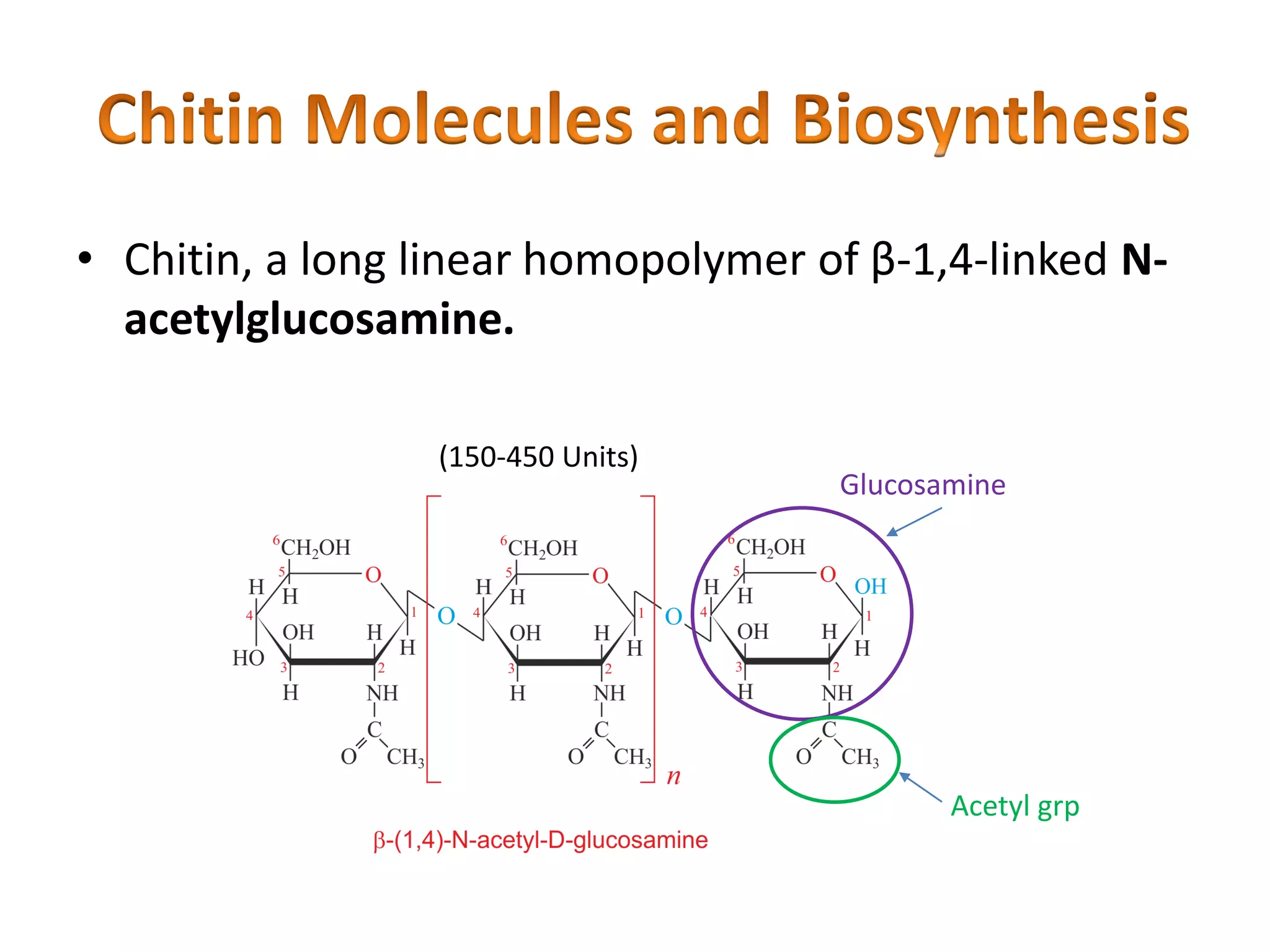 • Chitin, a long linear homopolymer of β-1,4-linked N-
acetylglucosamine.
Glucosamine
Acetyl grp
(150-450 Units)
 