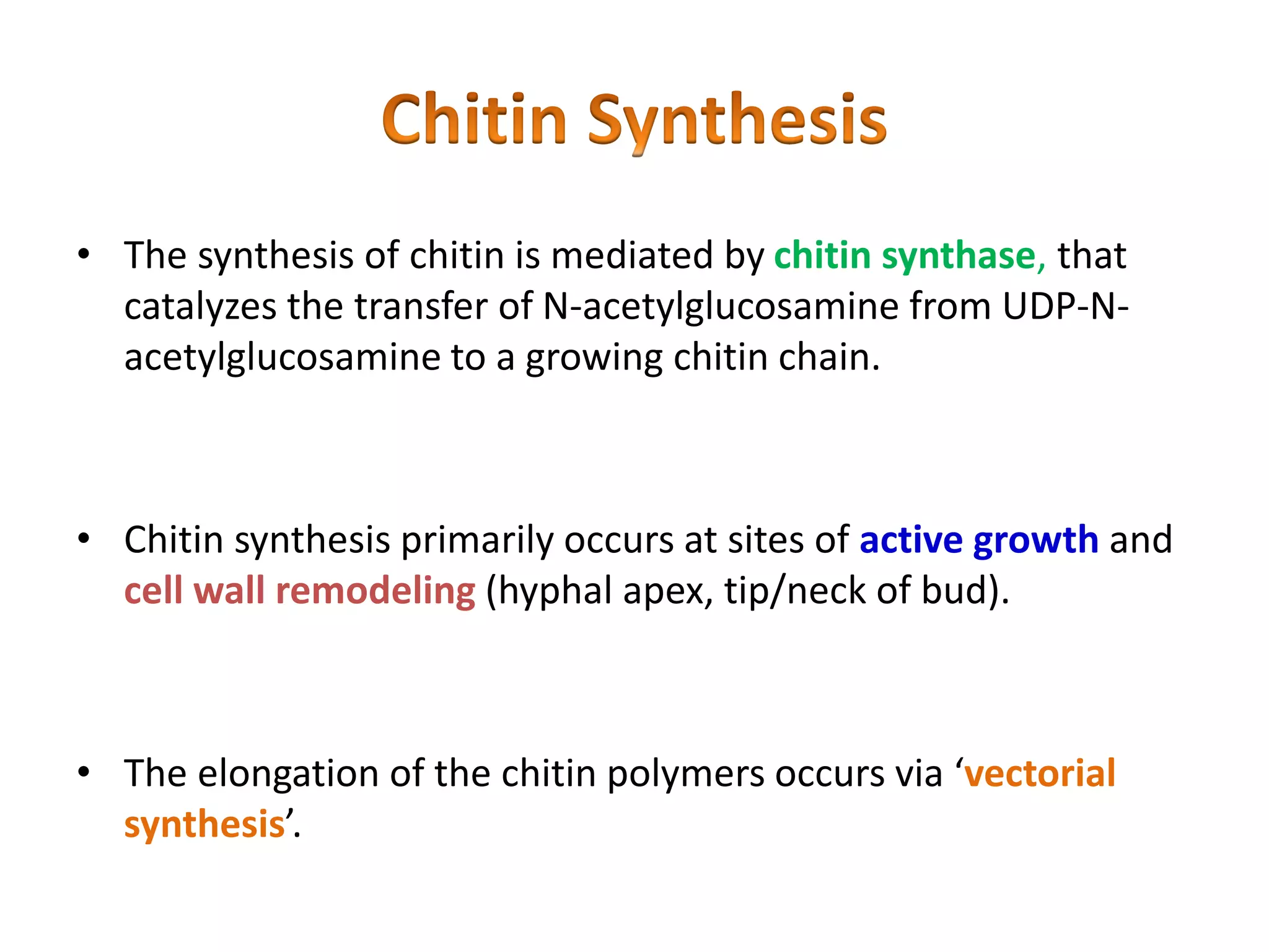 • The synthesis of chitin is mediated by chitin synthase, that
catalyzes the transfer of N-acetylglucosamine from UDP-N-
acetylglucosamine to a growing chitin chain.
• Chitin synthesis primarily occurs at sites of active growth and
cell wall remodeling (hyphal apex, tip/neck of bud).
• The elongation of the chitin polymers occurs via ‘vectorial
synthesis’.
 