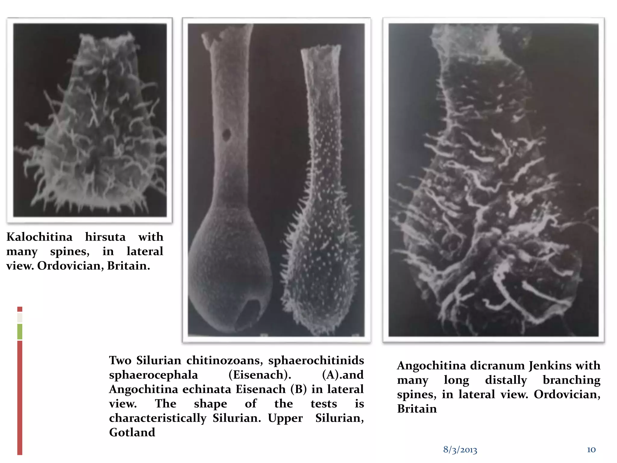 Angochitina dicranum Jenkins with
many long distally branching
spines, in lateral view. Ordovician,
Britain
Kalochitina hirsuta with
many spines, in lateral
view. Ordovician, Britain.
Two Silurian chitinozoans, sphaerochitinids
sphaerocephala (Eisenach). (A).and
Angochitina echinata Eisenach (B) in lateral
view. The shape of the tests is
characteristically Silurian. Upper Silurian,
Gotland
8/3/2013 10
 