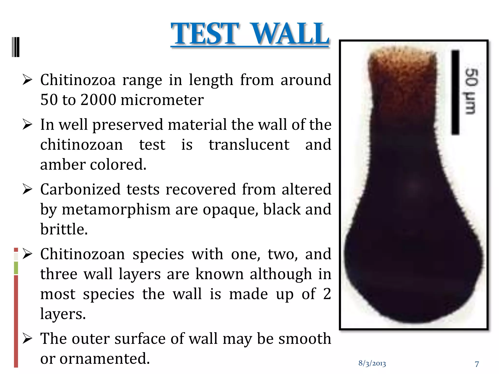 TEST WALL
 Chitinozoa range in length from around
50 to 2000 micrometer
 In well preserved material the wall of the
chitinozoan test is translucent and
amber colored.
 Carbonized tests recovered from altered
by metamorphism are opaque, black and
brittle.
 Chitinozoan species with one, two, and
three wall layers are known although in
most species the wall is made up of 2
layers.
 The outer surface of wall may be smooth
or ornamented. 8/3/2013 7
 