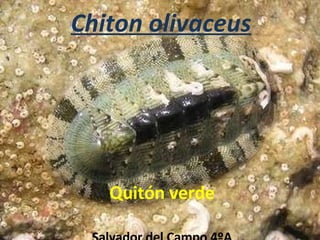 Chiton olivaceus Quitón verde Salvador del Campo 4ºA 