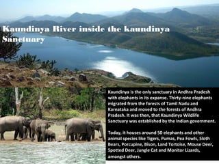 Kaundinya River inside the kaundinya
Sanctuary




                      Kaundinya is the only sanctuary in Andhra Pradesh
                       Kaundinya is the only sanctuary in Andhra Pradesh
                      with elephants in its expanse. Thirty-nine elephants
                       with elephants in its expanse. Thirty-nine elephants
                      migrated from the forests of Tamil Nadu and
                       migrated from the forests of Tamil Nadu and
                      Karnataka and moved to the forests of Andhra
                       Karnataka and moved to the forests of Andhra
                      Pradesh. It was then, that Kaundinya Wildlife
                       Pradesh. It was then, that Kaundinya Wildlife
                      Sanctuary was established by the Indian government.
                       Sanctuary was established by the Indian government.

                      Today, it houses around 50 elephants and other
                       Today, it houses around 50 elephants and other
                      animal species like Tigers, Pumas, Pea Fowls, Sloth
                       animal species like Tigers, Pumas, Pea Fowls, Sloth
                      Bears, Porcupine, Bison, Land Tortoise, Mouse Deer,
                       Bears, Porcupine, Bison, Land Tortoise, Mouse Deer,
                      Spotted Deer, Jungle Cat and Monitor Lizards,
                       Spotted Deer, Jungle Cat and Monitor Lizards,
                      amongst others. .
                       amongst others
 