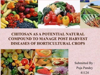 CHITOSAN AS A POTENTIAL NATURAL
COMPOUND TO MANAGE POST HARVEST
DISEASES OF HORTICULTURAL CROPS
Submitted By :
Puja Pandey
41124
 