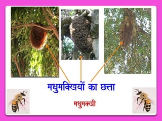 maQaumai@KyaaoM ka C<aa 
maQauma@KI 
 